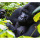 gorillas are in Uganda