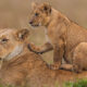 Short Trips in Uganda