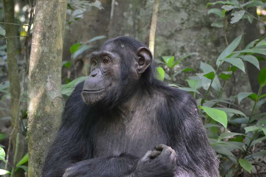 chimpanzee in murchison falls