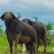 Trusted tour companies in Uganda