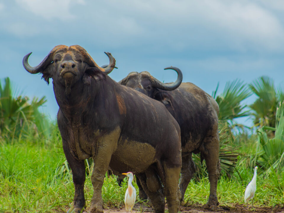 Trusted tour companies in Uganda