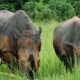 Rhinos in Uganda