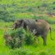 elephants in Uganda