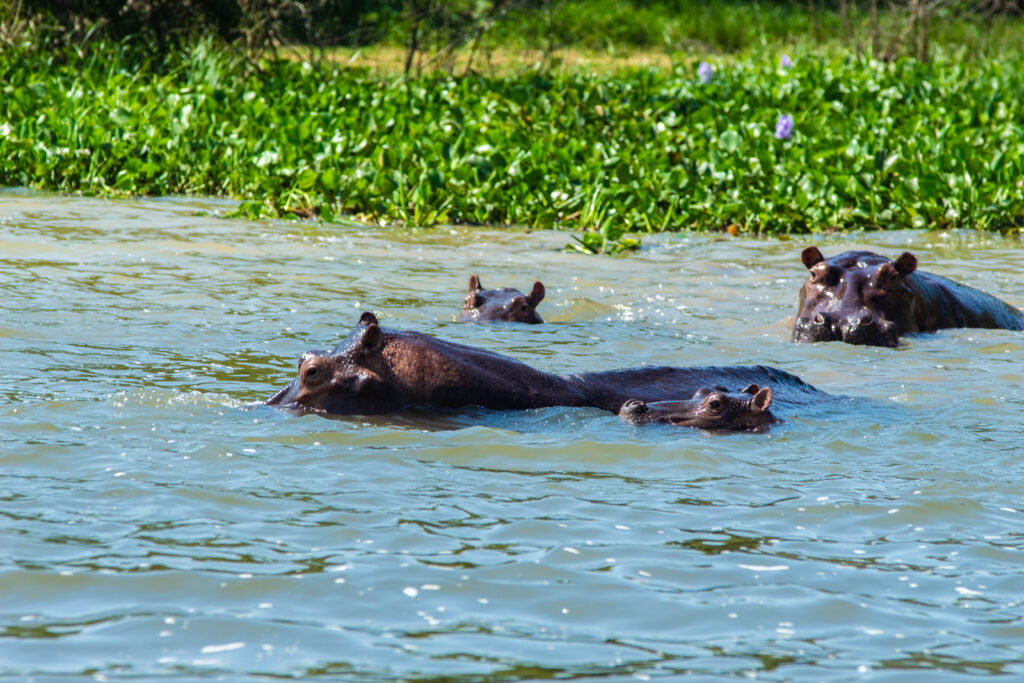 boat cruise in murchison falls