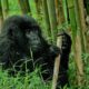 Safari to Bwindi National Park