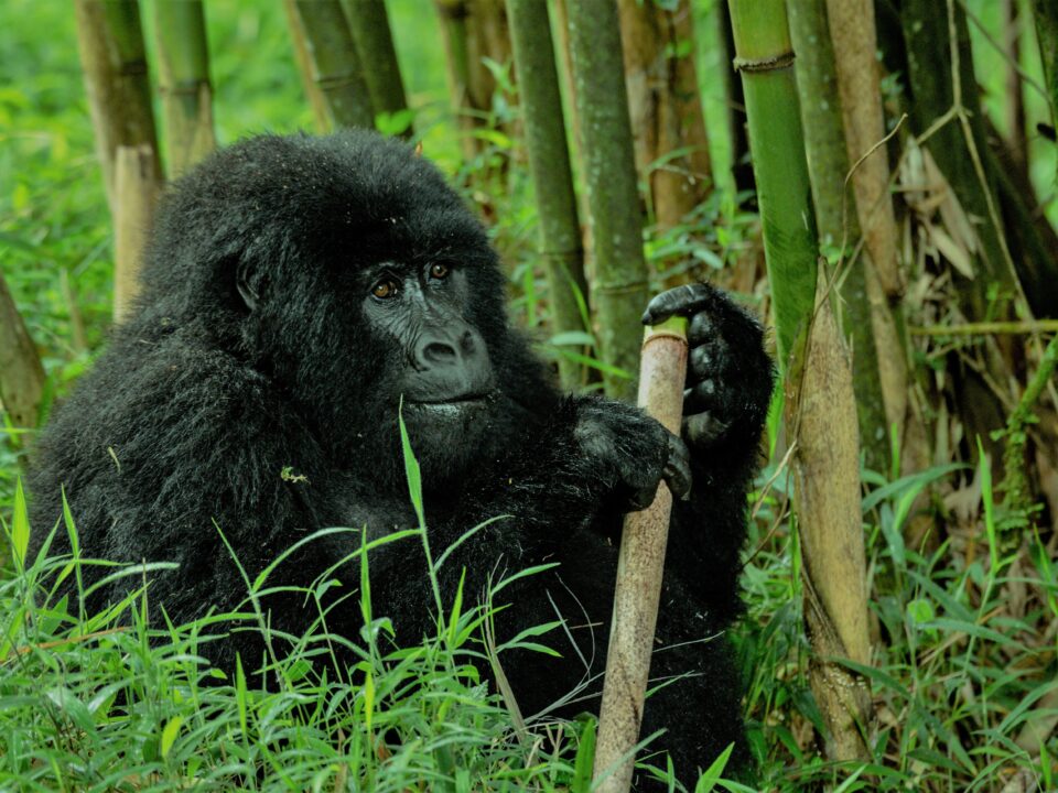 Safari to Bwindi National Park