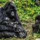 gorilla-trekking-uganda