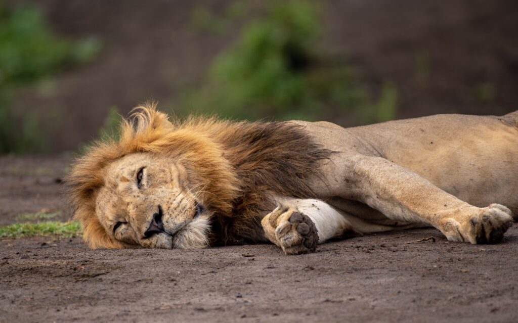 lion tracking in uganda