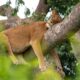 lion tracking in uganda