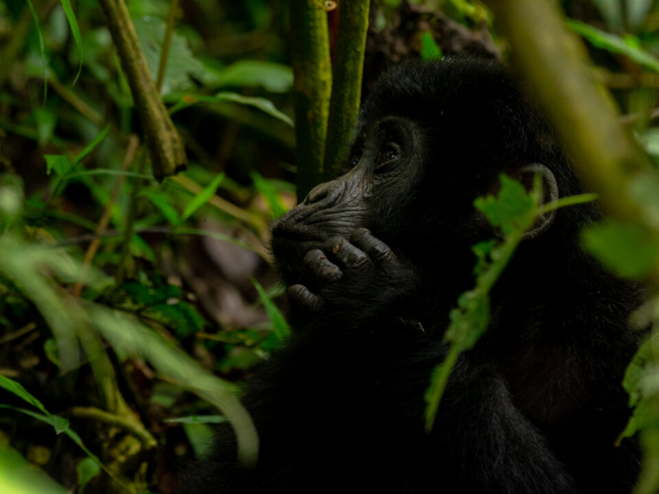 Buhoma Sector in Bwindi National Park