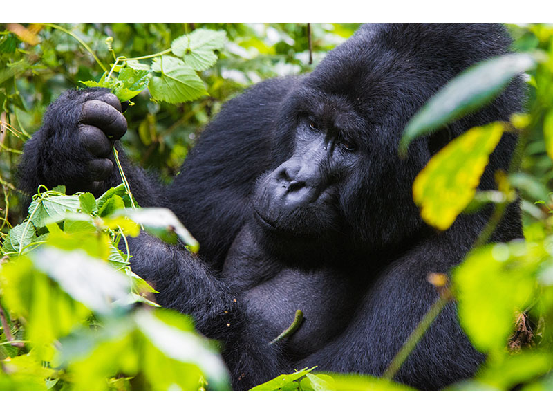 Buhoma Sector in Bwindi National Park