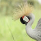 where-to-see-birds-in-uganda