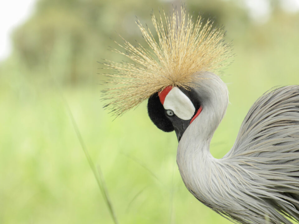 where-to-see-birds-in-uganda