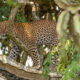 leopards