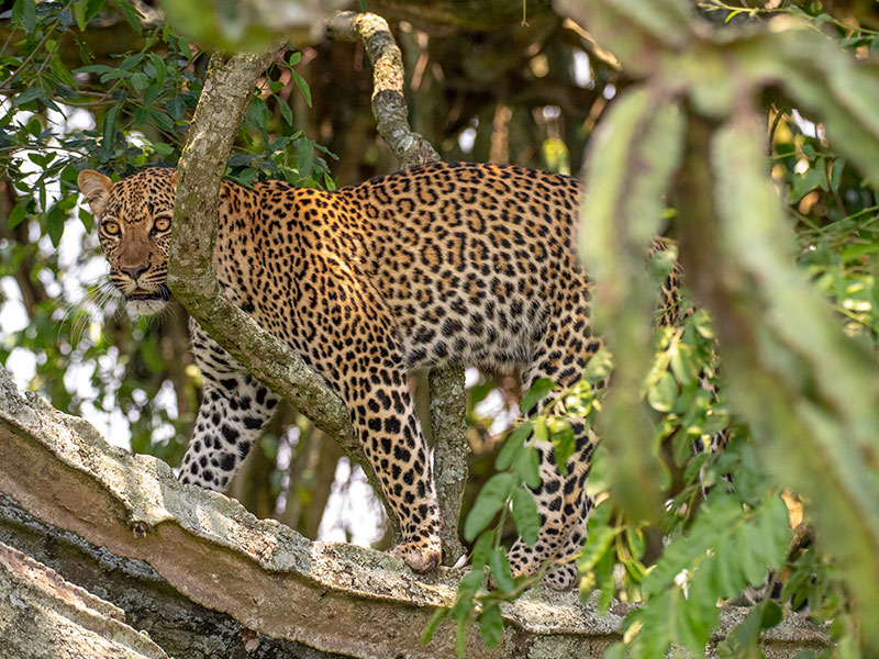 best-safaris-in-uganda