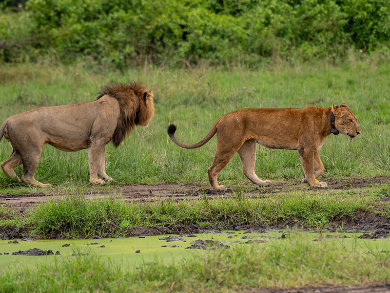 game-drive-in-uganda