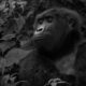 how many gorillas are in Africa