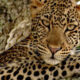 best-safaris-in-uganda-2024