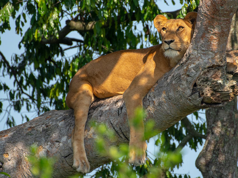 tree-climbing-lions