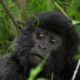 why-gorilla-trekking-in-uganda-should-be-on-your-bucket-list