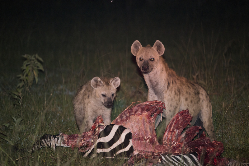 Night-game-drive-in-uganda.