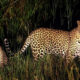 Night-game-drive-in-uganda