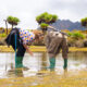 Mount-Elgon-Hiking