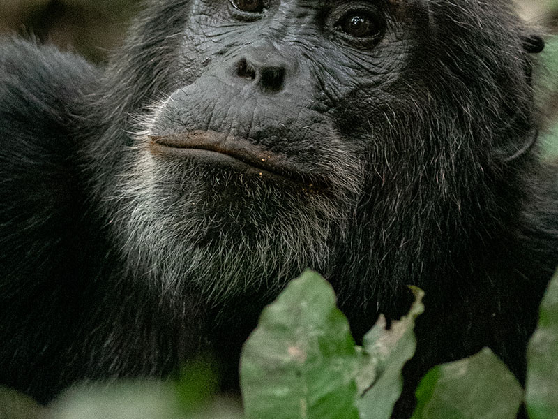 uganda safari