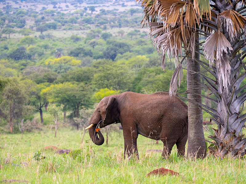 Uganda-Safari