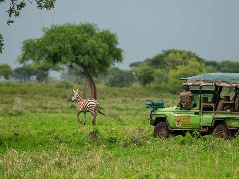 Facts-about-Zebras