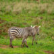 Facts-about-Zebras