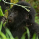 Travel-Guide-to-Uganda