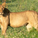 big-five-mammals