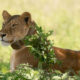 2024 Tours and Safaris