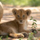 safaris-to-queen-elizabeth