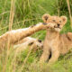 best-places-to-see-lions