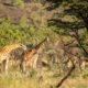 kidepo-vally-national-park