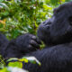 gorilla-safaris