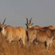 facts-about-elands