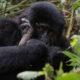 gorilla-and-chimpanzee