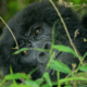 Gorilla-Trekking-Tour
