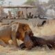 Ruaha-national-park