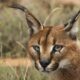 Facts-about-the-Caracal