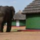 uganda-for-safaris