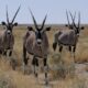 Facts-about-Gemsbok