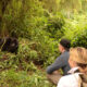 Gorilla-Tracking-Safari