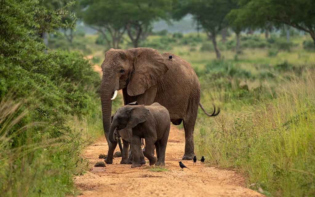 Uganda-Short-Trips