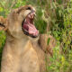 Why-Visit-Uganda