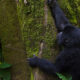 Gorilla-families-in-Rwanda