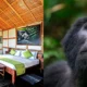 Nkuringo-Bwindi-Gorilla-Lodge